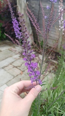 Another ident one, might be weed?