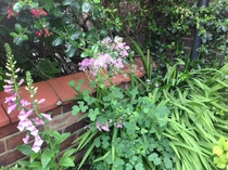 Yet another 'please help me identify this plant' thread!!!