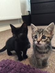 Help me think of better names (pics included)