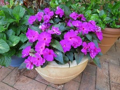 small hardy plants to go in pots in shade?