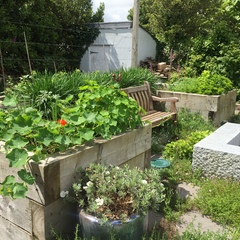 Allotment/Veg Patch Thread 6 -  Weed 'em and Reap!