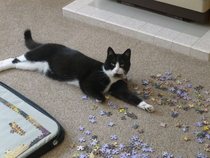 Guess how old my cat is