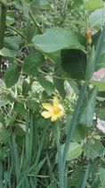 "in the midst of winter, I found there was within me, an invincible summer" Potting shed chat continues here