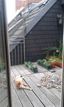 Sev and the balcony
