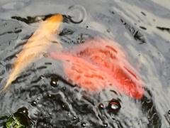 what the heck can I do with this goldfish?