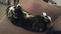 the paw - pictures