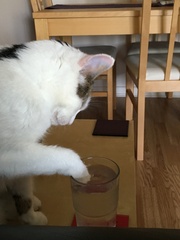 Cat drinking water. My water.
