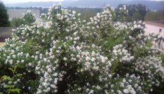 A plant identification one