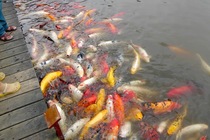Pond fish death - heron or accident ?