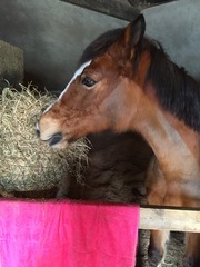 The frugaleers jovially jostle their way into June July and joyfulness