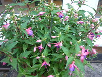 help with plant identification please!