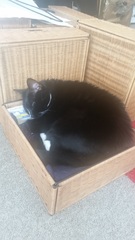 You know you're an over protective cat mum