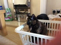 This isn't what I ordered!
