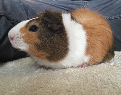 Tell me everything you know about Guinea pigs.