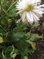 Diseased plant - can anyone help me please