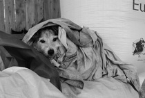Key reasons for getting a dog - share them here - chance to WIN £300 NOW CLOSED