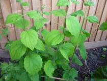 more plants to ID