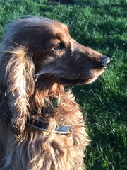 Does your dog attract attention?