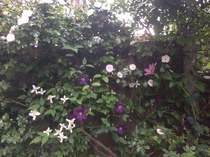 "in the midst of winter, I found there was within me, an invincible summer" Potting shed chat continues here