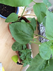 What's wrong with my sunflowers?