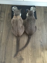 Russian Blue going bronze - anyone know why?
