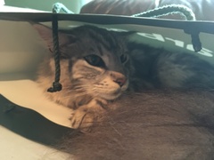 This isn't what I ordered!
