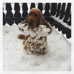 Does your dog attract attention?