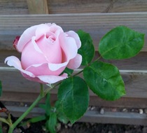 Rose that smells like a Rose