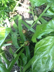 what is this?