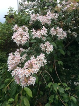 Please help me identify this plant...