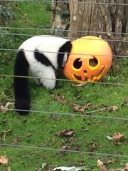 The frugaleers jovially jostle their way into June July and joyfulness