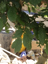 Leaves eaten by caterpillars