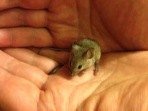 Brave Babes Battle Bus