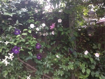 "in the midst of winter, I found there was within me, an invincible summer" Potting shed chat continues here