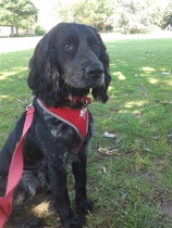 Key reasons for getting a dog - share them here - chance to WIN £300 NOW CLOSED