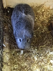 Tell me everything you know about Guinea pigs.