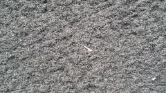 Help! Found these on my carpet..