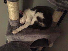the paw - pictures