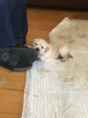 I'm getting a puppy!!
