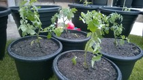 Please look at my tomatoe plants - any advice?