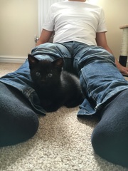 the paw - pictures