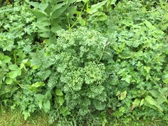 where on earth do I start? and how to get rid of hogweed?