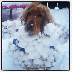 Does your dog attract attention?