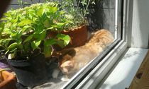 Sev and the balcony