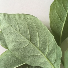 help to Identify this climber