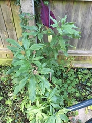 What's this flower?