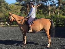 Would you buy a really overweight pony......