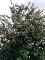 Please help me identify this plant...