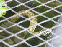 To ask you to look at the snake I found in the garden today? (title amended by MNHQ)