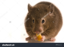 Brave Babes Battle Bus